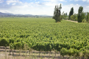 Undurraga Winery Tour