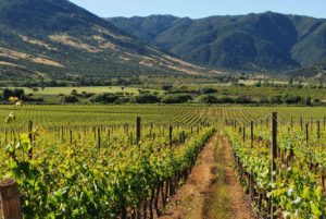 Colchagua Valley Wine Tour, Colchagua Valley Winery Day Trip from Santiago