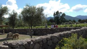 Winery tour of Casas del Bosque and Emiliana