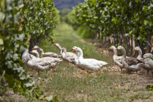 Winery tour of Casas del Bosque and Emiliana